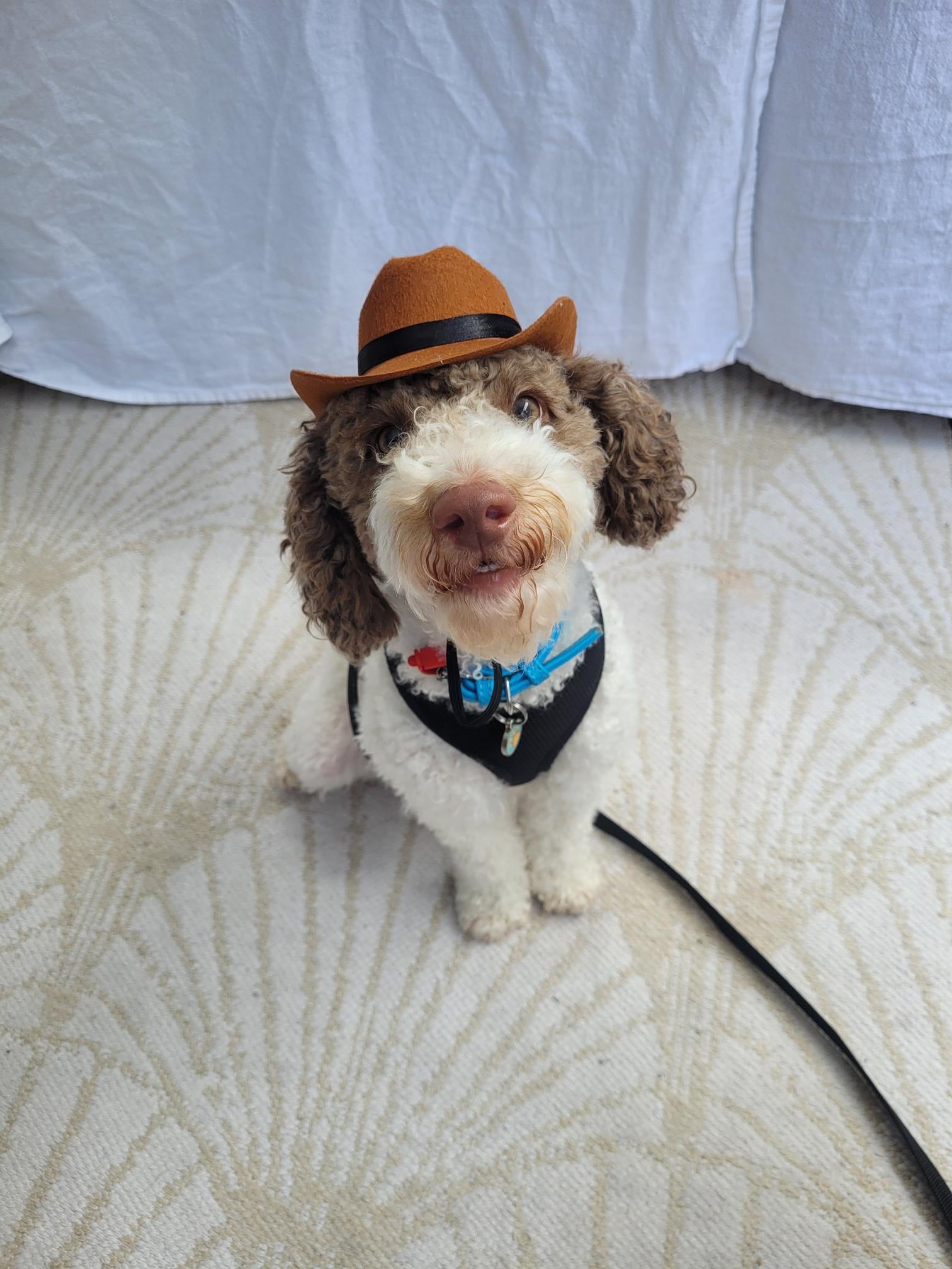 Doggie Cowboy Hat – Two Pig Tails