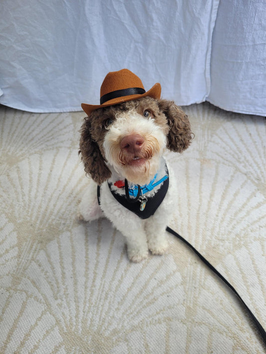 Doggie Cowboy Hat