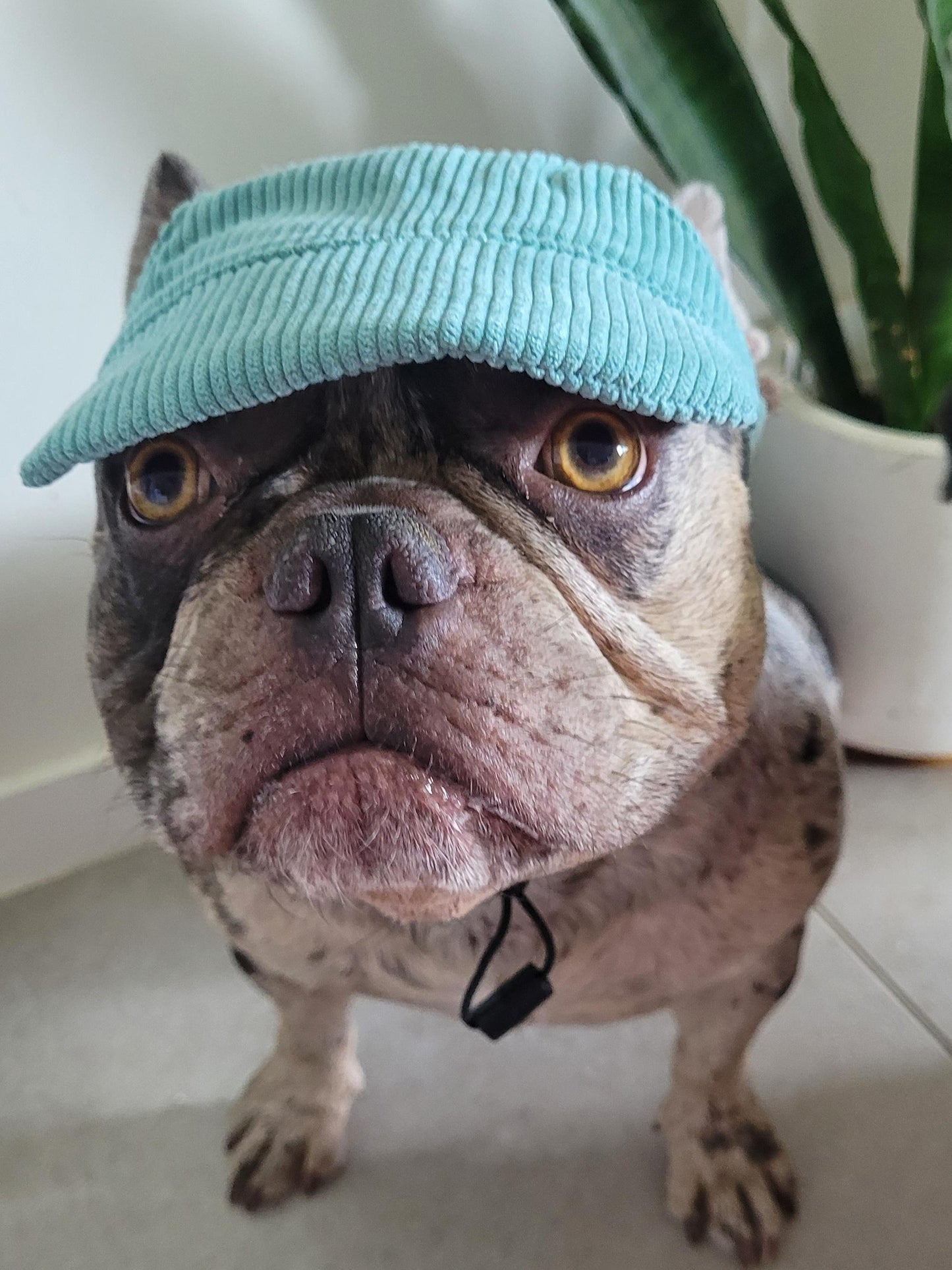 Doggie Cord Cap