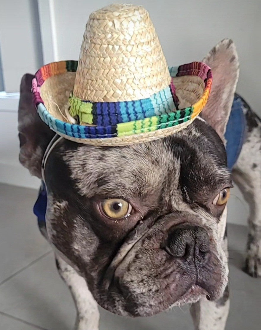 Doggie Mexican Sombrero