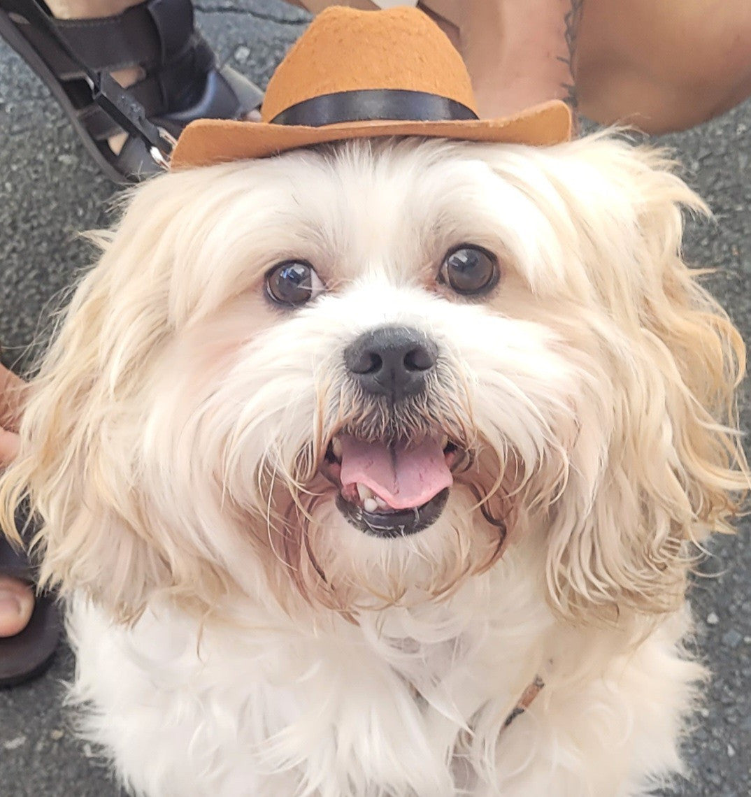 Doggie Cowboy Hat